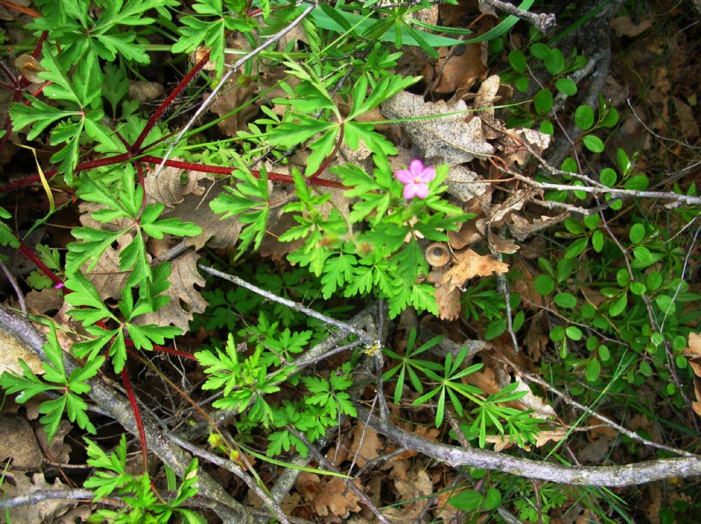 Geranium purpureum